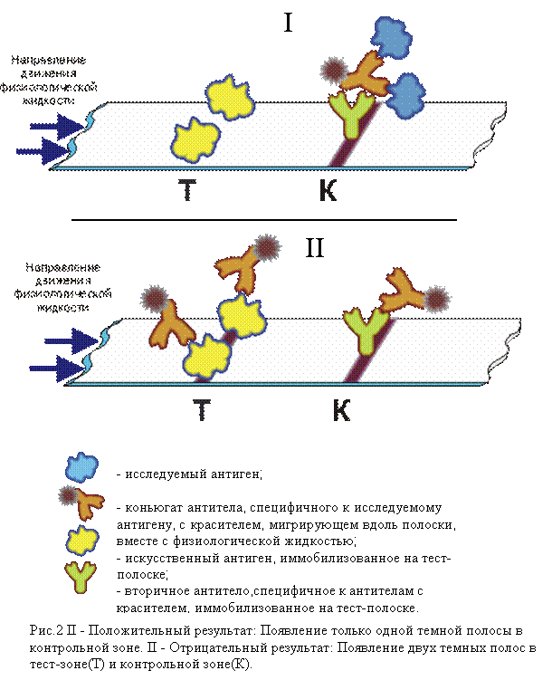 Иммунохроматографический анализ микробиология. Иммунохроматографический метод. Иммунохроматографическая диагностика. Иммунохроматографический анализ детекция антител. Качественно иммунохроматографический тест